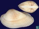 Anadara secticostata - Image 2