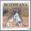 Zebras - Bild 1