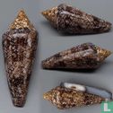 Conus gloriamaris - Bild 3
