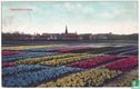 Hyacinthenvelden