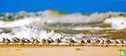 Strandlopers - Image 1