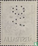 Actinotus helianthii - Image 2