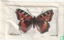 Aglais urticae - Kleine vos