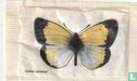  Colias palaeno - Image 1
