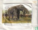 Platybelodon - Image 1