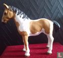 Pinto foal