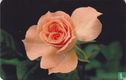 Rose - Image 2