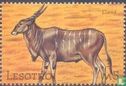 Elandantilope