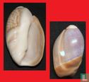 Olivancillaria vesica 