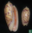 Oliva efasciata - Bild 2
