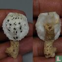 Spondylus nicobaricus 