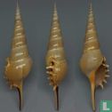 Tibia melanocheilus