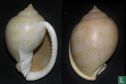 Semicassis bisulcata - Image 2