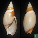 Ancillista velesiana 