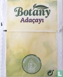 Adacayi