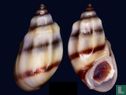 Melanopsis edrissiana