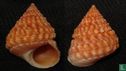 Tectarius spinulosus 