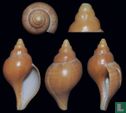 Fasciolaria bittneri 