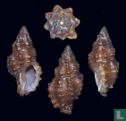 Muricopsis vilhenae