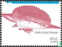 Nurse Shark