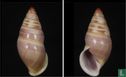 Amphidromus hongdaoae vuanhae