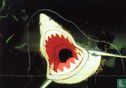 Shark - Image 1