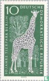 Northern giraffe - Image 1