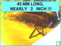 Orthoptera Saltatoria in amber (Springschrecke)