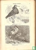 Bilder-atlas zur zoologie der vögel - Bild 3