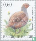 Rebhuhn - Bild 1