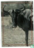 The Wildebeest - Image 1