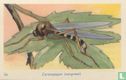 Ceratopogon (vergroot) - Image 1