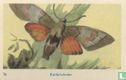 Kolibrivlinder - Image 1