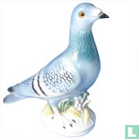 Pigeons animaux catalogue