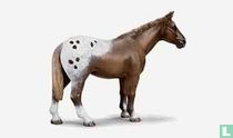 Appaloosa Stallion