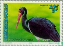 Cigogne noire