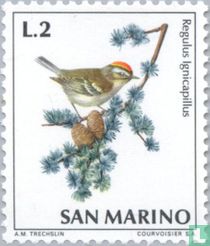 Birds for sale
