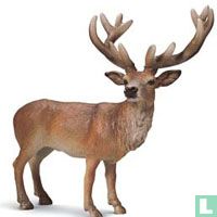 Deer animals catalogue