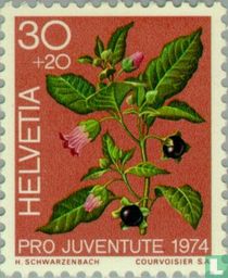 Forest plants for sale