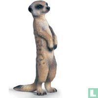 Meerkats animals catalogue