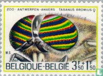 Insectes 