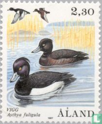 Ducks