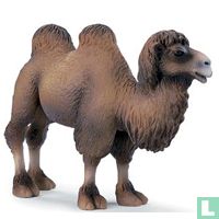 Camels animals catalogue