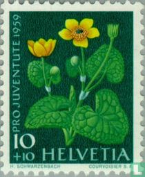 Fleurs acheter