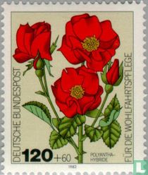 Gartenrosen