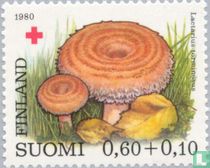 Rode Kruis - Baardige melkzwam