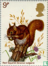 Red Squirrel