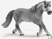 Riding Pony Hongre