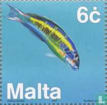 Fauna Mediterranean Sea