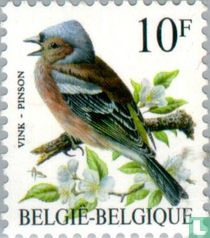 Eurasian chaffinch for sale